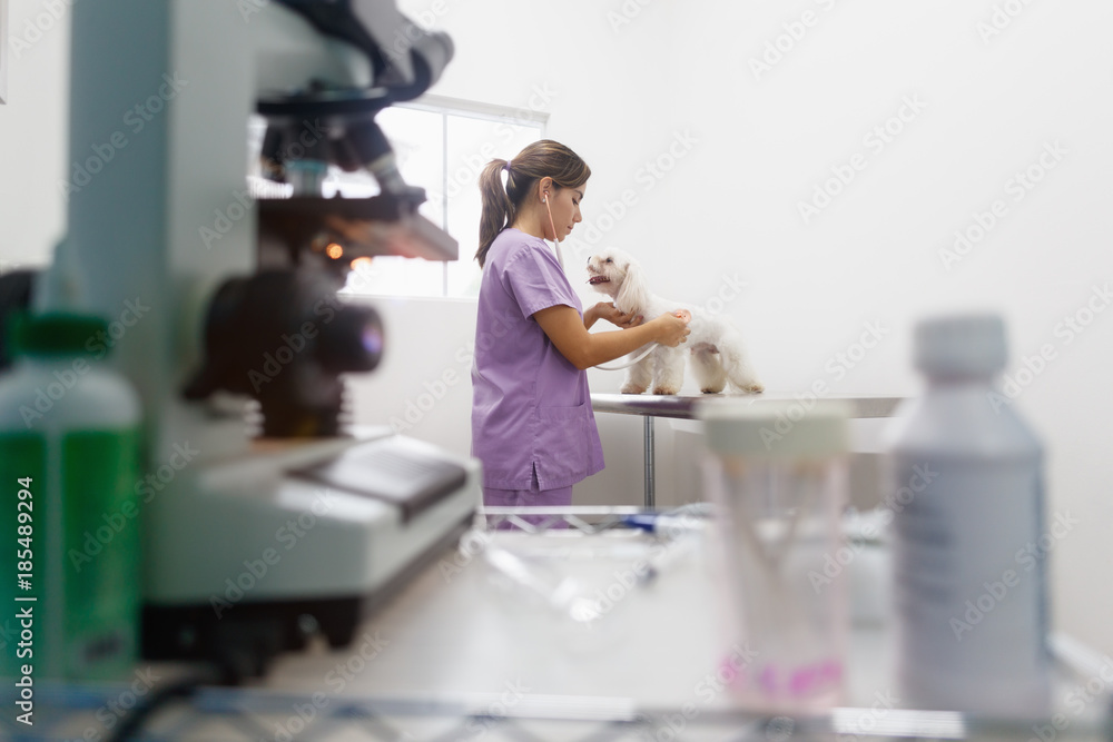 Woman Working As Doctor In Clinic With White Dog Woman Working As Doctor In Clinic With White Dog