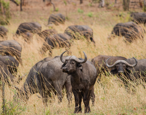 Kaffernbüffel in der Savanne vom in Simbabwe, Südafrika