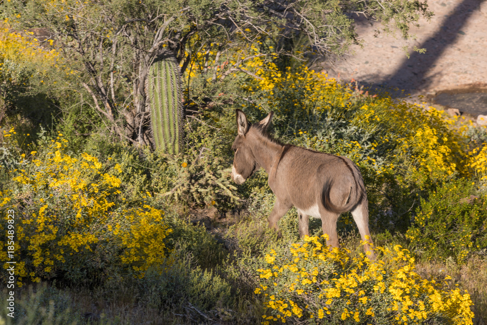 Wild Burro in the Arizona Desert in Spring Wild Burro in the Arizona Desert in Spring