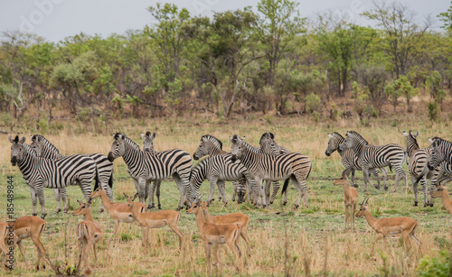 Kudus und Zebras in der Savanne vom in Simbabwe  S  dafrika