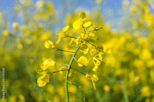 Closeup of rape field, flowering rapeseed. Blooming field on a hot summer day. Bright Yellow Rape Oil.