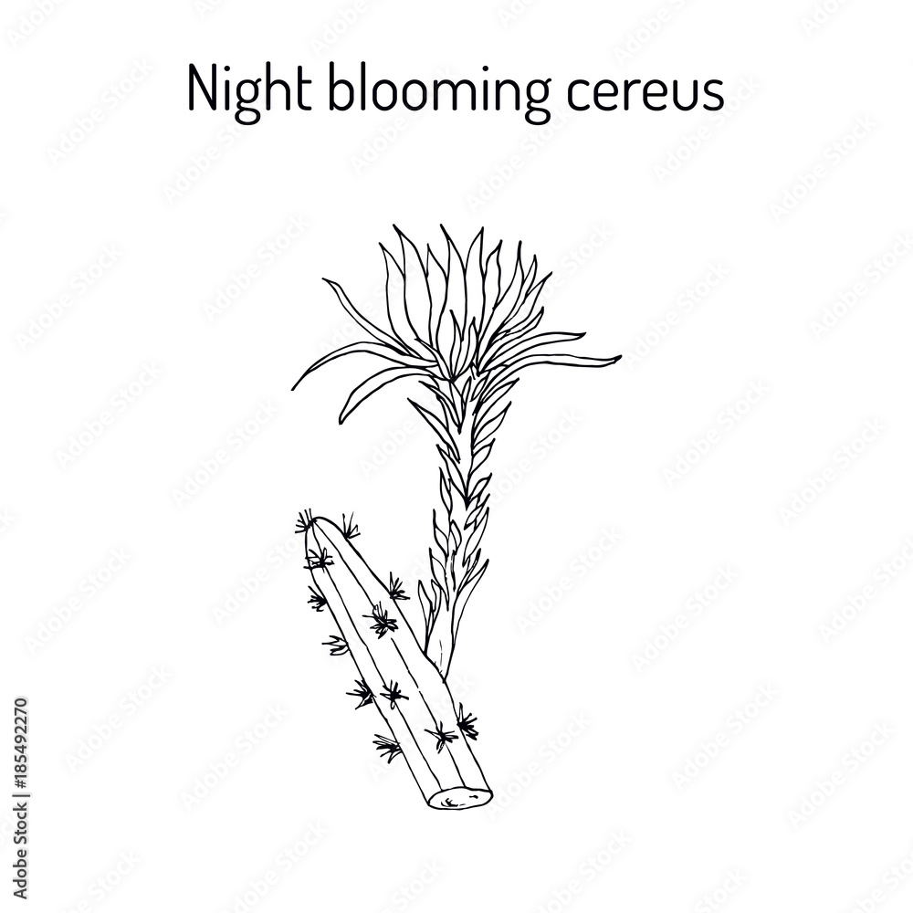 Fototapeta premium Night Blooming Cereus medicinal plant