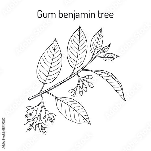 Gum benjamin tree Styrax benzoin , medicinal plant.
