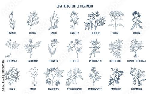 Best herbs for flu treatment photo