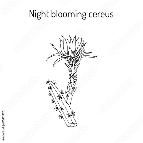 Night Blooming Cereus medicinal plant