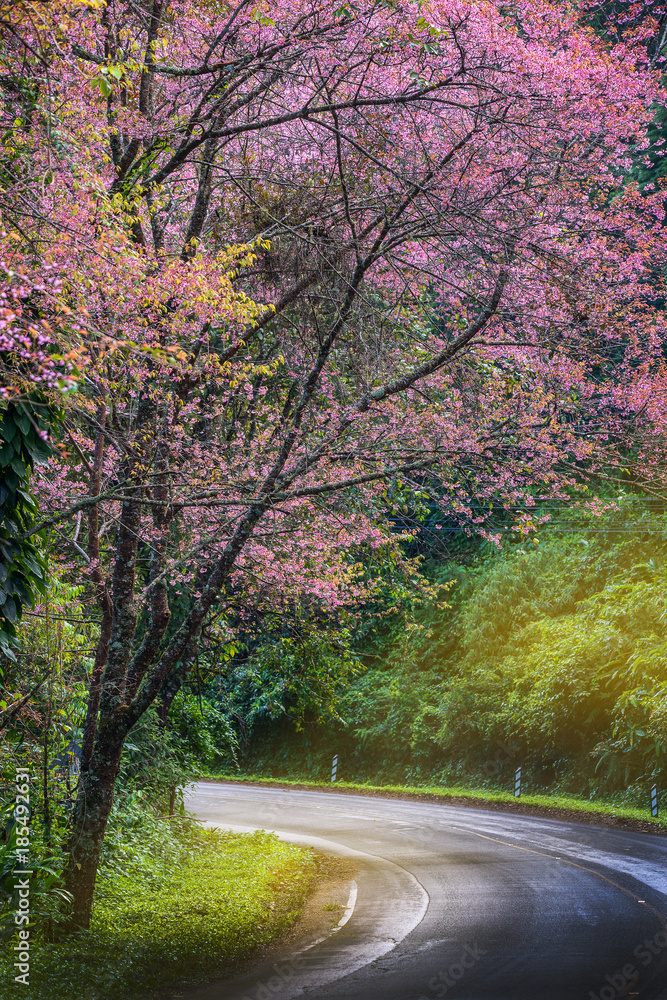 Fototapeta premium Pink Cherry blossom on road in the morning at north of Thailand, Chiang Mai, Thailand.