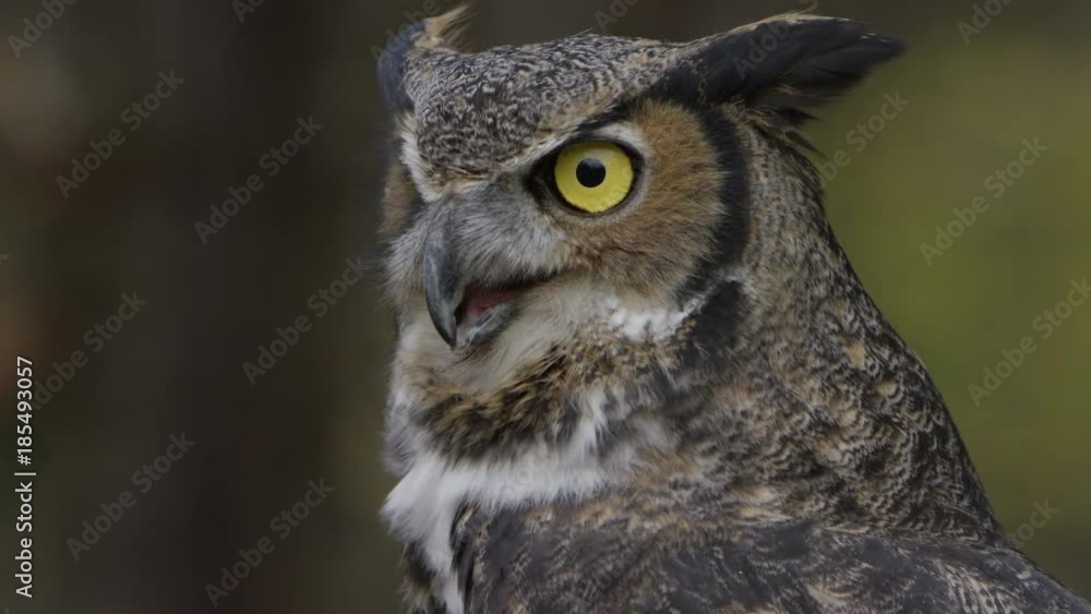 Horned owl close up portrait Horned owl close up portrait