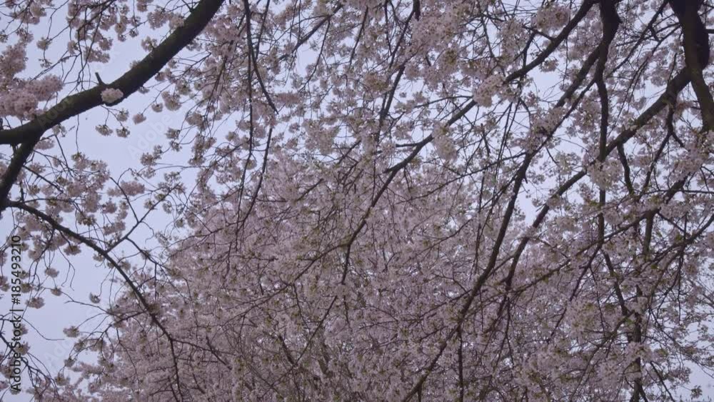 宮城 春 風景 白石川堤一目千本桜 Japanese scenery Shiroishikawa 宮城 春 風景 白石川堤一目千本桜 Japanese scenery Shiroishikawa