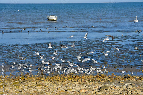 Rivedoux Plage; France - november 26 2017 : picturesque seaside photo