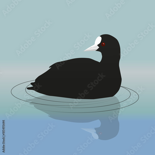 
A vector illustration of a common coot or Eurasian coot swimming and looking backwards photo