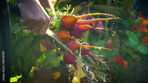 Man washing bunch fresh organic beets carrots garden vegetables