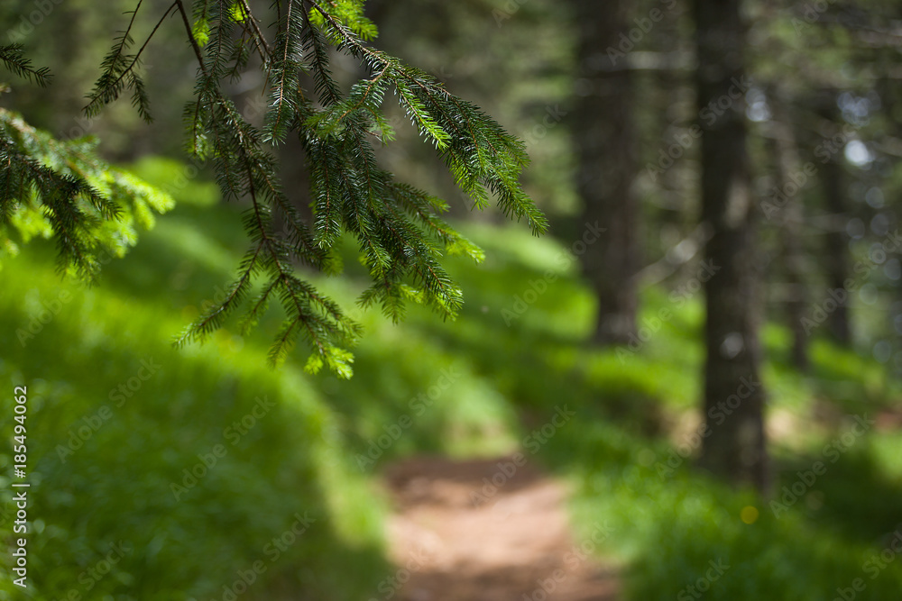 Naklejka premium Wandern in den italienischen Alpen - Italien