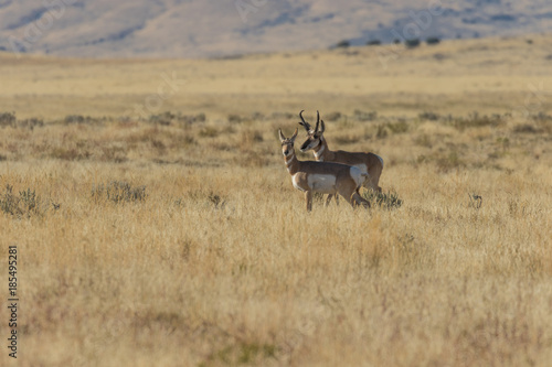 Pronghorn antelope in the Fall rut
