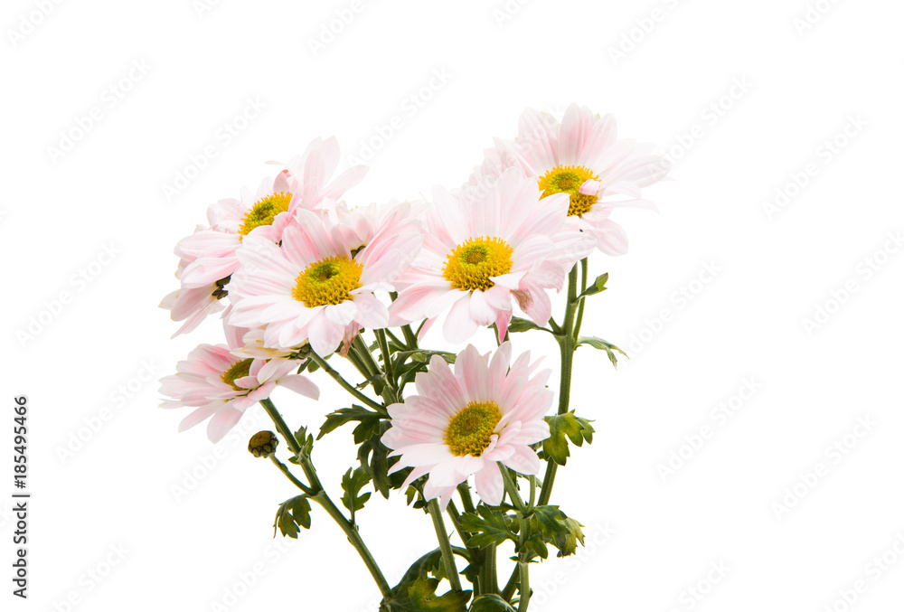 pink chrysanthemum flowers on white background