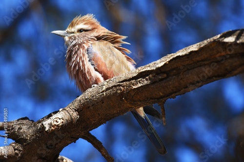 Foto Stichelracke (Coracias naevia) am Waterberg in Namibia