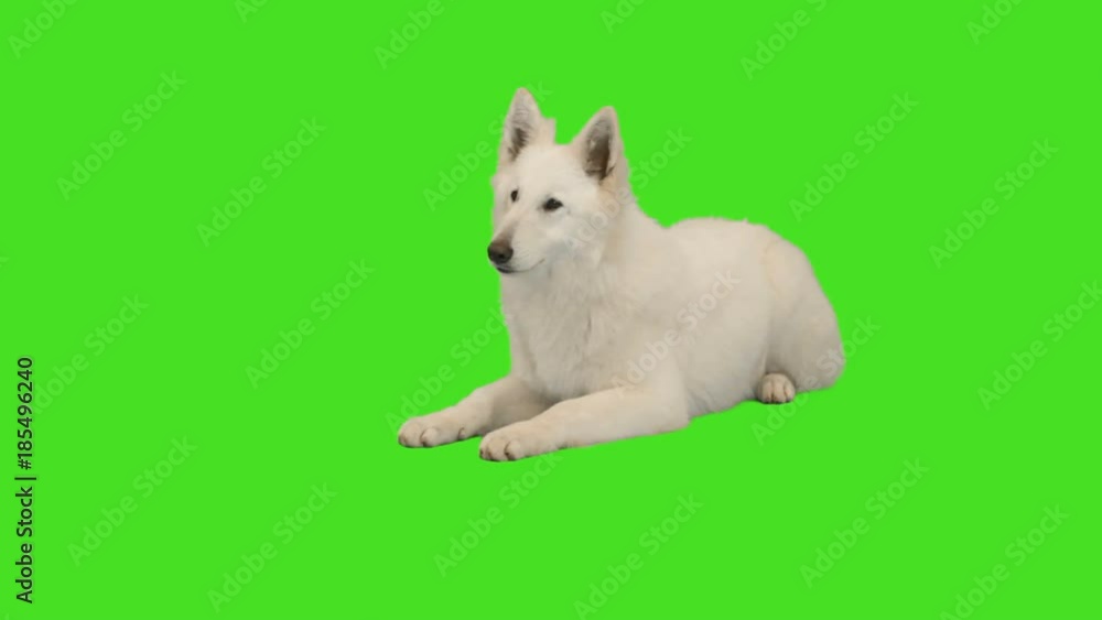dog looking on green screen dog looking on green screen