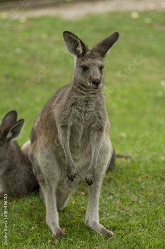 Eastern Gray Kangaroo Standing © Leah Smalley 