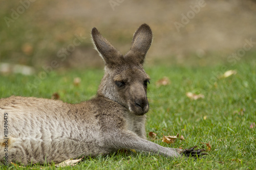Fototapeta Naklejka Na Ścianę i Meble -  Eastern Gray Kangaroo