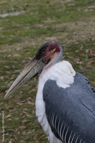 Portrait d Oiseau marabout
