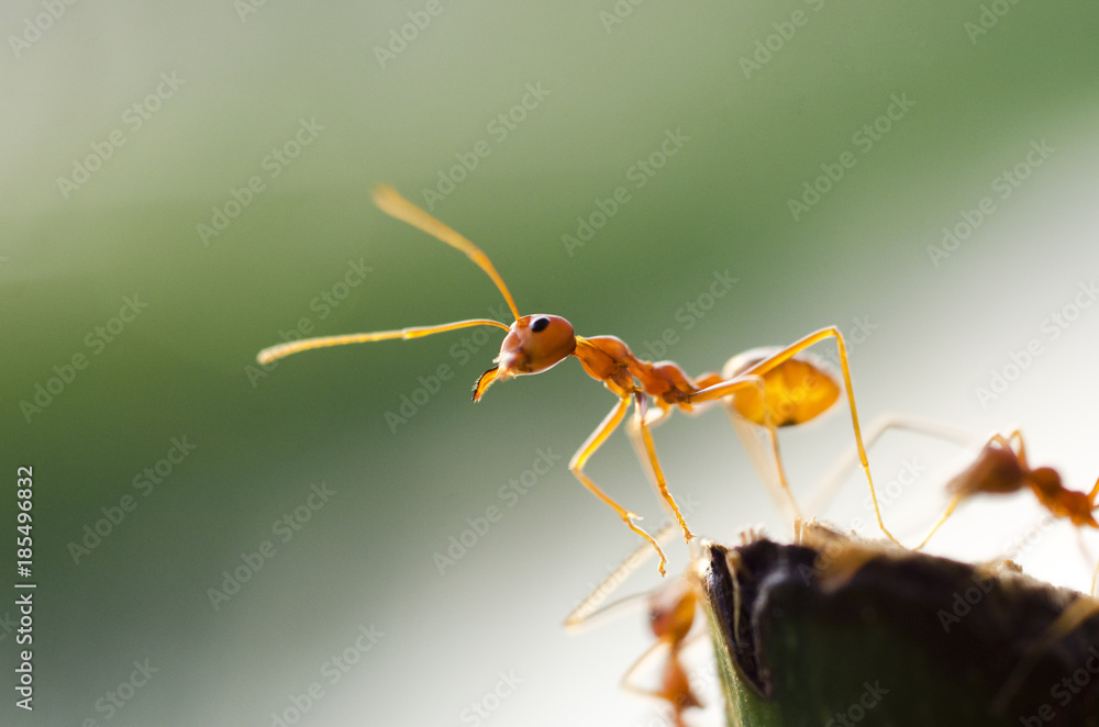 Red Ant on the Branch With blurred background Red Ant on the Branch With blurred background