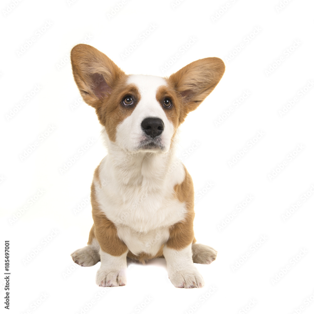 Cute welsh corgi pembroke puppy sitting and looking up