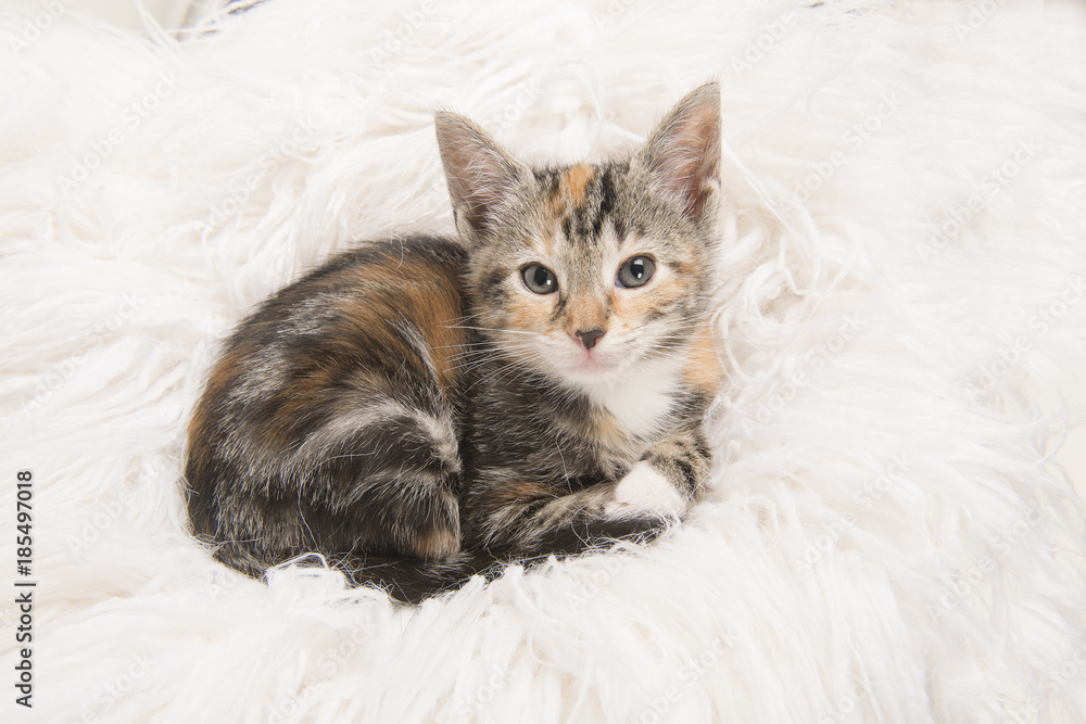 Cute tortoiseshell baby cat lying down and looking up on a white fur blanket
