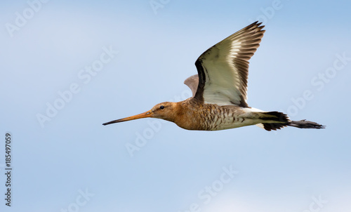 Black-tailed godwit flies near with open wings and side view photo
