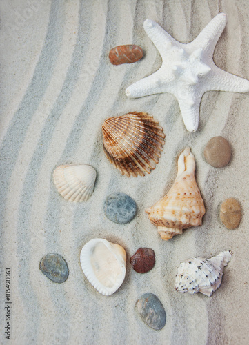 Seashells and starfish border