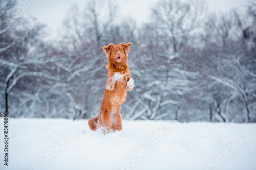 New Scotland Retriever jump and stay at two legs at snowing winter photo
