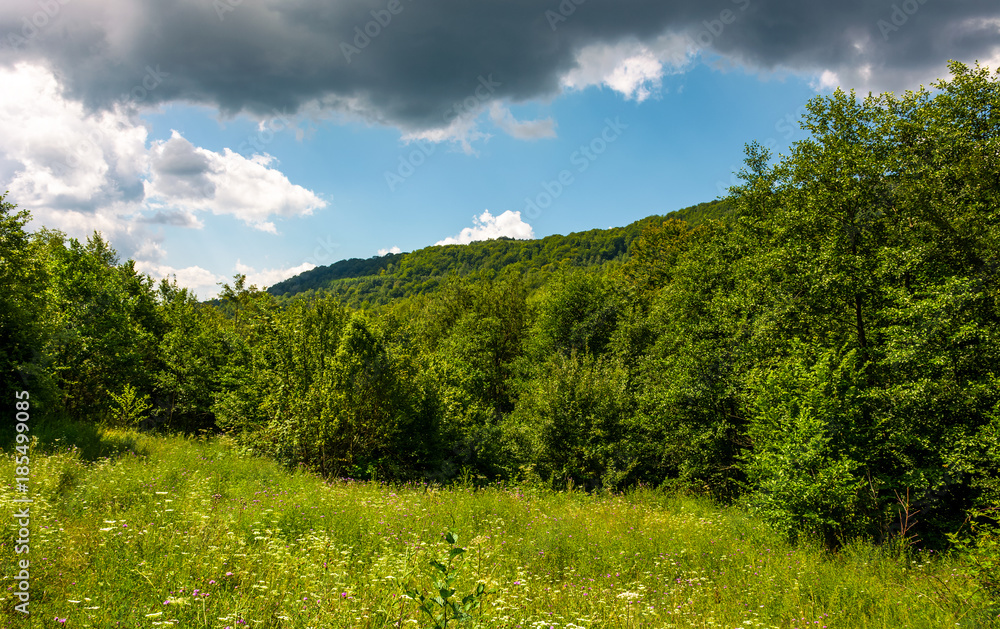 Fototapeta premium grassy meadow in forest on a cloudy day. lovely wild nature summer scenery in mountains. location Uzhanian National Nature Park, Ukraine