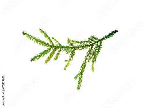 Big green branch of spruce isolated on white background. Cut out evergreen fir tree, Christmas tree