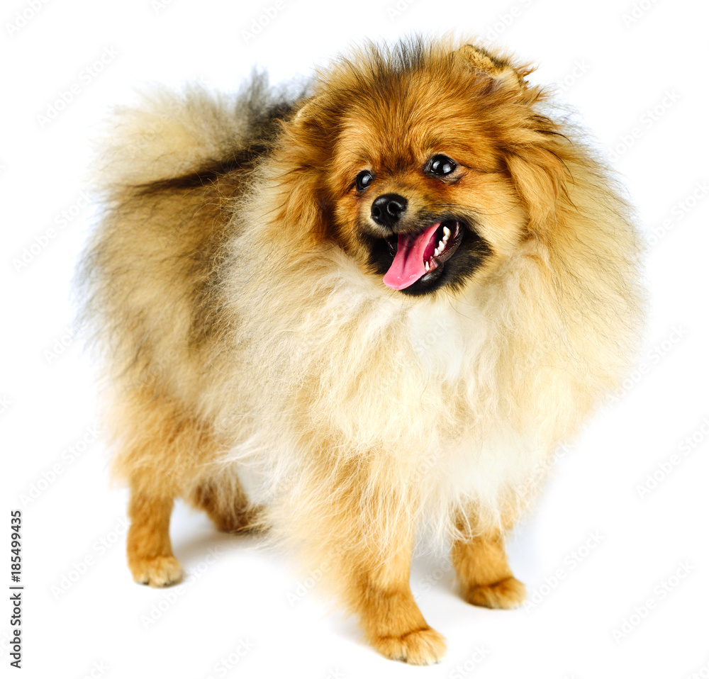 Obraz premium miniature Pomeranian Spitz puppy standing on white background, front view isolated