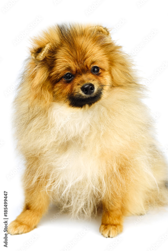  miniature Pomeranian Spitz puppy standing on white background, front view isolated