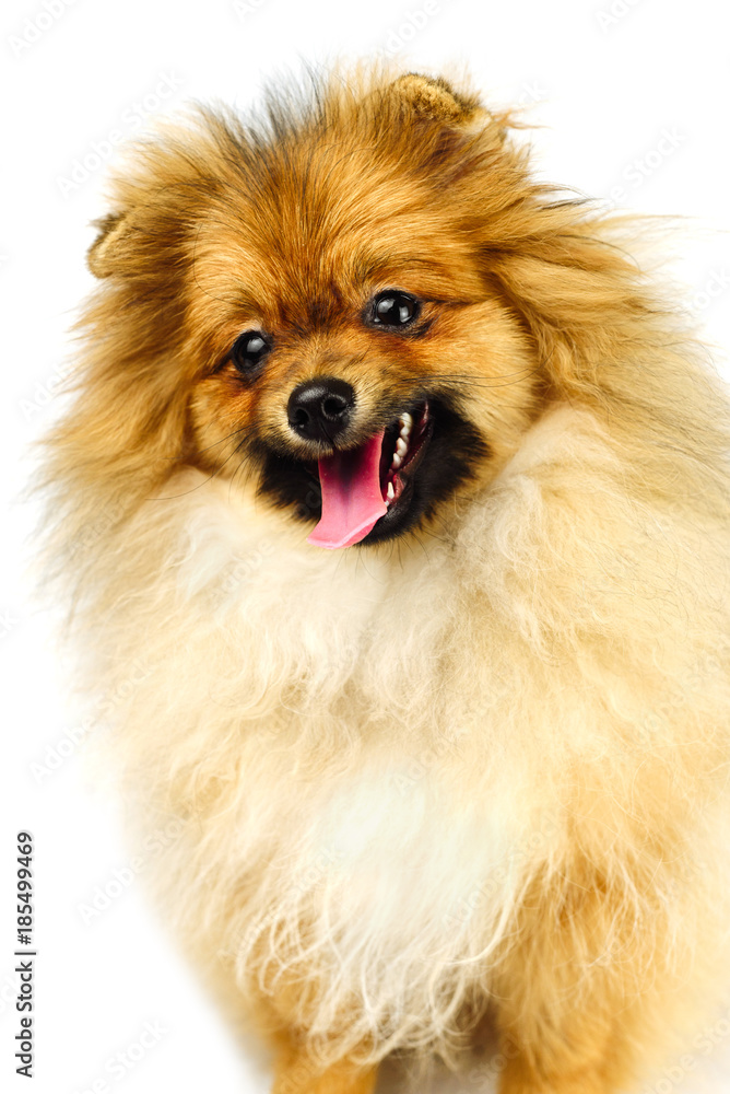 Obraz premium miniature Pomeranian Spitz puppy standing on white background, front view isolated