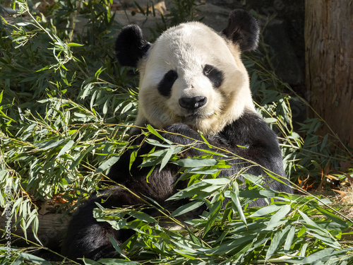 Fototapeta Naklejka Na Ścianę i Meble -  Adult Giant Panda, Ailuropoda melanoleuca, is fed bamboo