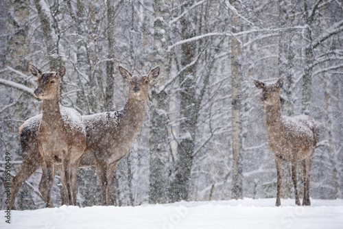 Let it snow: Three Powdered With Snow Female Red Deer  (Cervus Elaphus)  Stands  At Background Of Snowy Birch Forest And Snowflakes. Red Deer ( Cervidae ) During A Heavy Snowfall With Poor Visibility.