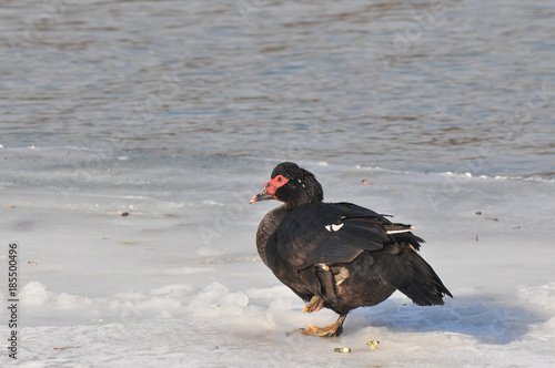 Cairina moschata, black duck on ice in winter days