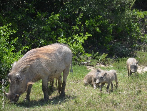 Wildschweinfamilie