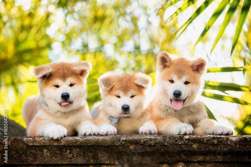5 puppies of red New Year's Akita dogs sitting on stairs in nature at sunlight