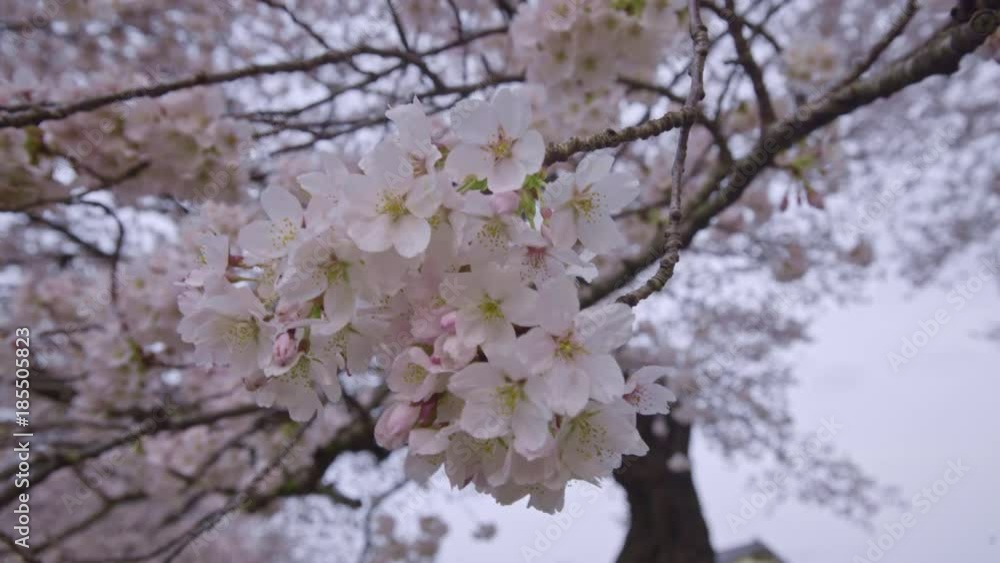 宮城 春 風景 白石川堤一目千本桜 Japanese scenery Shiroishikawa 宮城 春 風景 白石川堤一目千本桜 Japanese scenery Shiroishikawa