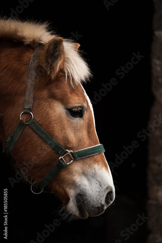 horse portrait, head © stefano