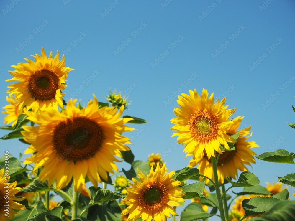 Fototapeta premium Sunflower field over beautiful clear blue sky background.