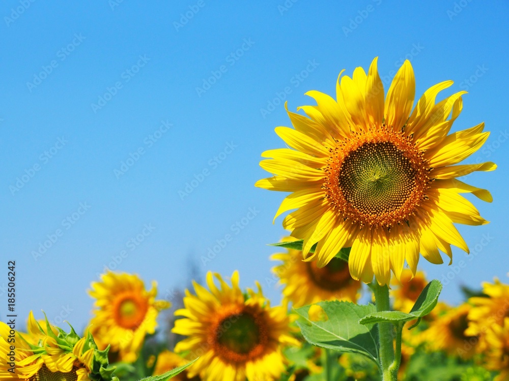 Sunflower field over beautiful clear blue sky background. Sunflower field over beautiful clear blue sky background.