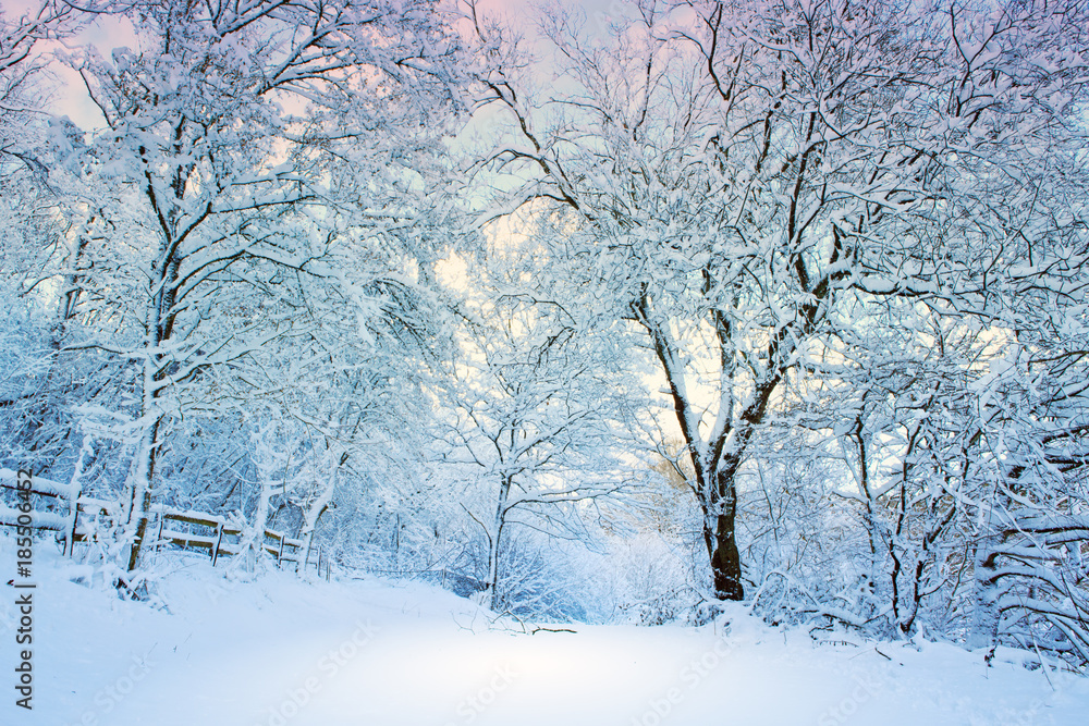 Winter landscape with snow covered trees in the forest. Winter landscape with snow covered trees in the forest.