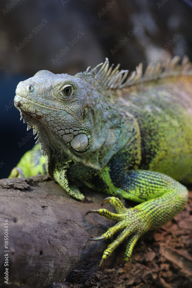 Portrait d'iguane