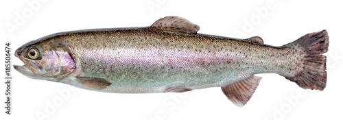 Rainbow trout river fish isolated