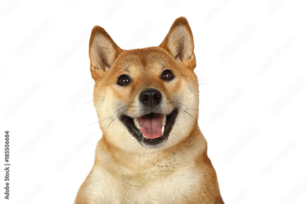 Portrait of Shiba inu purebred dog