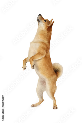 Shiba inu dog standing on hind legs