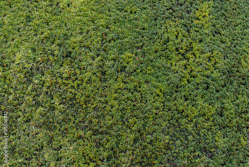 English Bush Leaves Textures