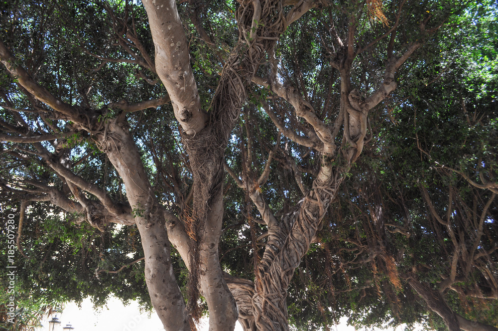 Fototapeta premium Moreton Bay fig tree